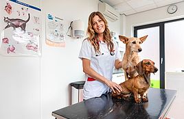 Dierenarts Sandra Rossen met twee honden in de dierenkliniek.